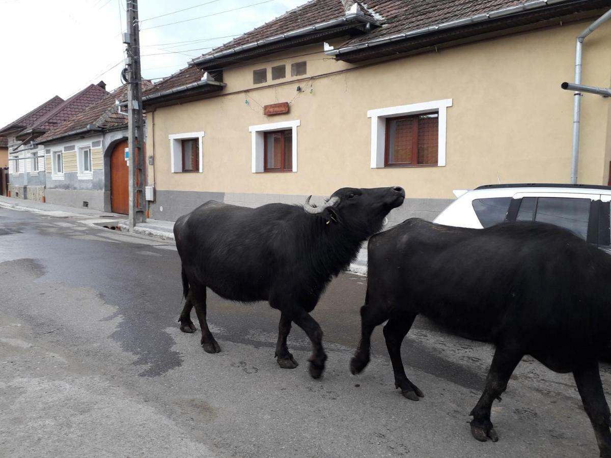 Hotel Ana-Dragusana Zewnętrze zdjęcie